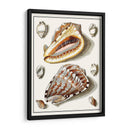 Conchas Recolectadas Iv - Vision Studio | Cuadro decorativo de Canvas Lab
