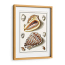 Conchas Recolectadas Iv - Vision Studio | Cuadro decorativo de Canvas Lab