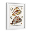 Conchas Recolectadas Iv - Vision Studio | Cuadro decorativo de Canvas Lab
