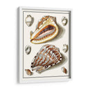 Conchas Recolectadas Iv - Vision Studio | Cuadro decorativo de Canvas Lab