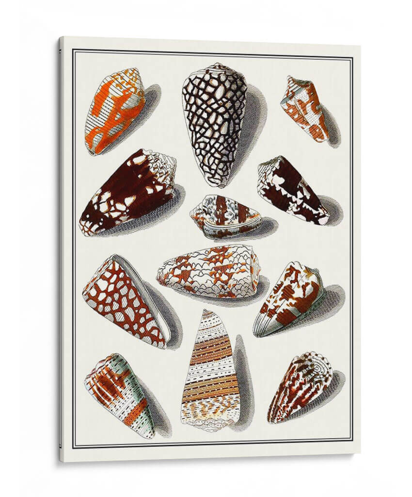 Shells Recogidos V - Vision Studio | Cuadro decorativo de Canvas Lab