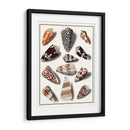 Shells Recogidos V - Vision Studio | Cuadro decorativo de Canvas Lab