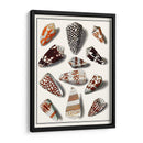 Shells Recogidos V - Vision Studio | Cuadro decorativo de Canvas Lab