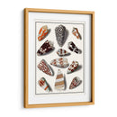 Shells Recogidos V - Vision Studio | Cuadro decorativo de Canvas Lab