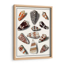Shells Recogidos V - Vision Studio | Cuadro decorativo de Canvas Lab