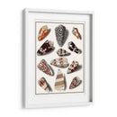 Shells Recogidos V - Vision Studio | Cuadro decorativo de Canvas Lab