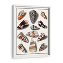 Shells Recogidos V - Vision Studio | Cuadro decorativo de Canvas Lab
