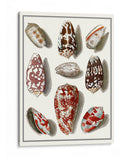Shells Recogidos Vi - Vision Studio | Cuadro decorativo de Canvas Lab