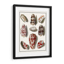 Shells Recogidos Vi - Vision Studio | Cuadro decorativo de Canvas Lab