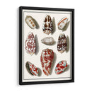 Shells Recogidos Vi - Vision Studio | Cuadro decorativo de Canvas Lab