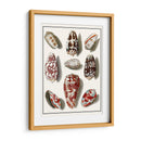 Shells Recogidos Vi - Vision Studio | Cuadro decorativo de Canvas Lab