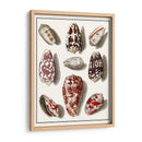 Shells Recogidos Vi - Vision Studio | Cuadro decorativo de Canvas Lab