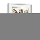 Shells Recogidos Vi - Vision Studio | Cuadro decorativo de Canvas Lab