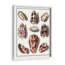 Shells Recogidos Vi - Vision Studio | Cuadro decorativo de Canvas Lab