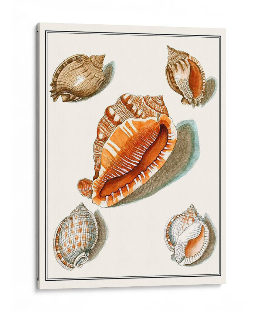 Conchas Recogidas Vii - Vision Studio | Cuadro decorativo de Canvas Lab