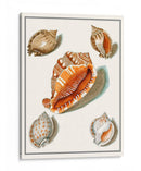Conchas Recogidas Vii - Vision Studio | Cuadro decorativo de Canvas Lab