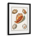 Conchas Recogidas Vii - Vision Studio | Cuadro decorativo de Canvas Lab