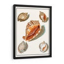 Conchas Recogidas Vii - Vision Studio | Cuadro decorativo de Canvas Lab