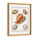 Conchas Recogidas Vii - Vision Studio | Cuadro decorativo de Canvas Lab