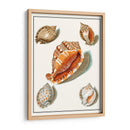 Conchas Recogidas Vii - Vision Studio | Cuadro decorativo de Canvas Lab