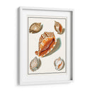 Conchas Recogidas Vii - Vision Studio | Cuadro decorativo de Canvas Lab