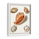 Conchas Recogidas Vii - Vision Studio | Cuadro decorativo de Canvas Lab