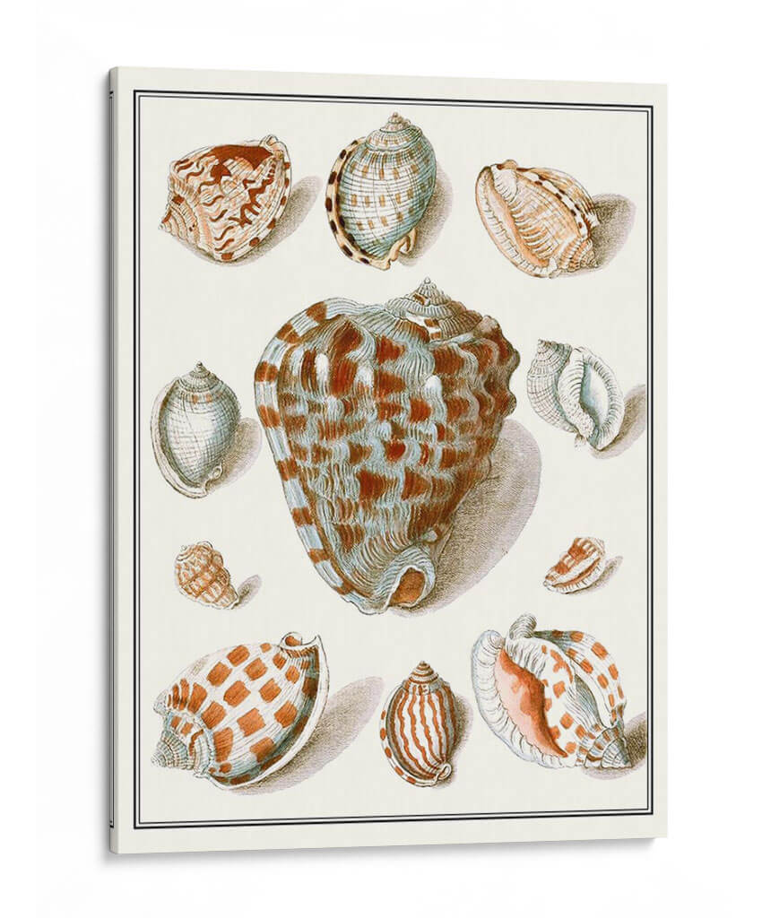 Shells Recogidos Viii - Vision Studio | Cuadro decorativo de Canvas Lab