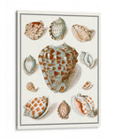 Shells Recogidos Viii - Vision Studio | Cuadro decorativo de Canvas Lab