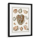 Shells Recogidos Viii - Vision Studio | Cuadro decorativo de Canvas Lab