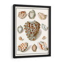 Shells Recogidos Viii - Vision Studio | Cuadro decorativo de Canvas Lab