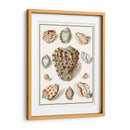 Shells Recogidos Viii - Vision Studio | Cuadro decorativo de Canvas Lab