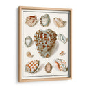 Shells Recogidos Viii - Vision Studio | Cuadro decorativo de Canvas Lab