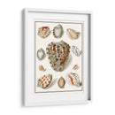Shells Recogidos Viii - Vision Studio | Cuadro decorativo de Canvas Lab