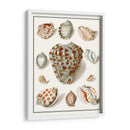 Shells Recogidos Viii - Vision Studio | Cuadro decorativo de Canvas Lab