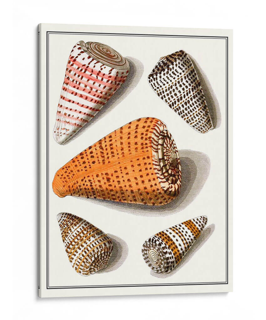 Conchas Recolectadas Ix - Vision Studio | Cuadro decorativo de Canvas Lab