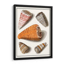 Conchas Recolectadas Ix - Vision Studio | Cuadro decorativo de Canvas Lab