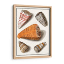 Conchas Recolectadas Ix - Vision Studio | Cuadro decorativo de Canvas Lab