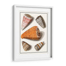 Conchas Recolectadas Ix - Vision Studio | Cuadro decorativo de Canvas Lab