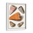 Conchas Recolectadas Ix - Vision Studio | Cuadro decorativo de Canvas Lab