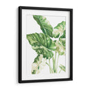 Alocasia Variegada - Blanca Aurora | Cuadro decorativo de Canvas Lab