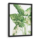 Alocasia Variegada - Blanca Aurora | Cuadro decorativo de Canvas Lab