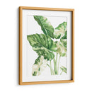 Alocasia Variegada - Blanca Aurora | Cuadro decorativo de Canvas Lab