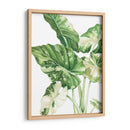 Alocasia Variegada - Blanca Aurora | Cuadro decorativo de Canvas Lab