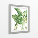 Alocasia Variegada - Blanca Aurora | Cuadro decorativo de Canvas Lab