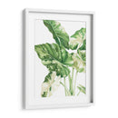 Alocasia Variegada - Blanca Aurora | Cuadro decorativo de Canvas Lab