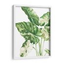 Alocasia Variegada - Blanca Aurora | Cuadro decorativo de Canvas Lab