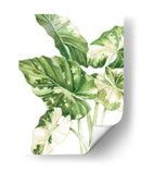 Alocasia Variegada - Blanca Aurora | Cuadro decorativo de Canvas Lab