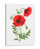 Amapola - Blanca Aurora | Cuadro decorativo de Canvas Lab