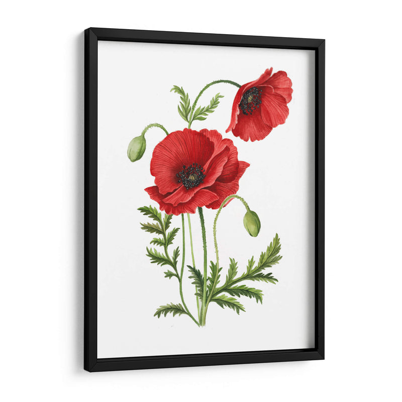 Amapola - Blanca Aurora | Cuadro decorativo de Canvas Lab