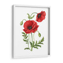 Amapola - Blanca Aurora | Cuadro decorativo de Canvas Lab